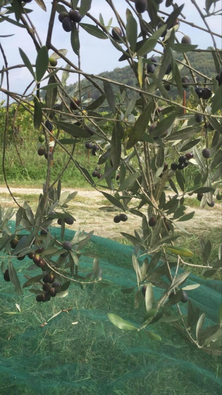 Apartment Cimbora, Salara Farmhouse Κόπερ Εξωτερικό φωτογραφία