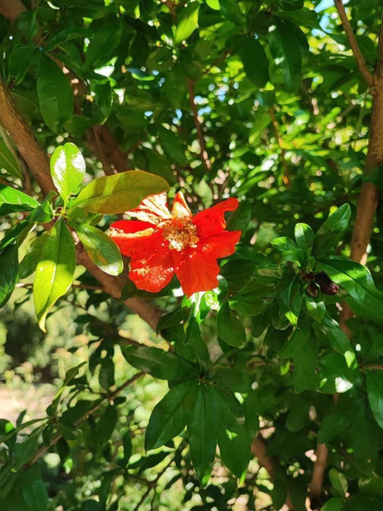 Apartment Cimbora, Salara Farmhouse Κόπερ Εξωτερικό φωτογραφία